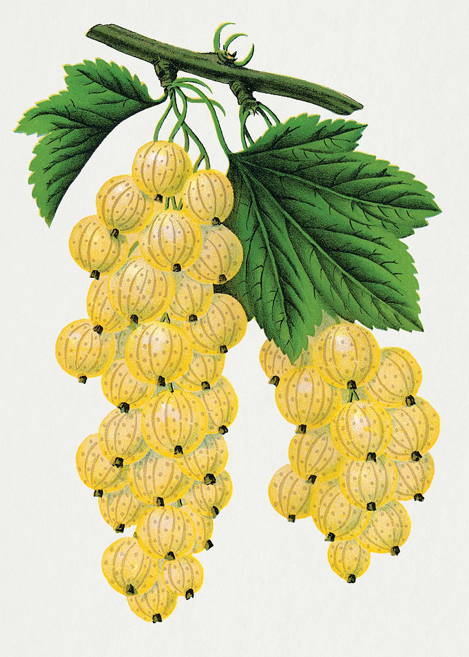 Vintage Gooseberry Botanical Illustration