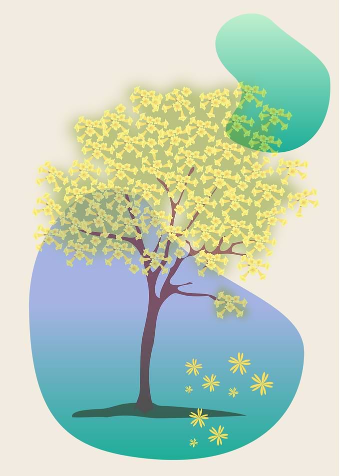 Golden Shower Tree