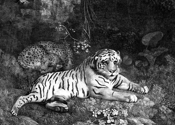 Tiger and Sleeping Leopard Illustration