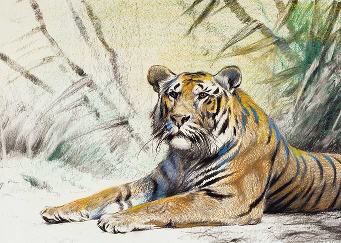 Tiger Resting in Jungle Drawing