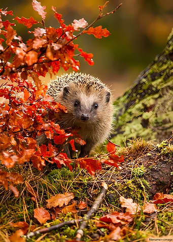Hedgehog in Autumn Forest