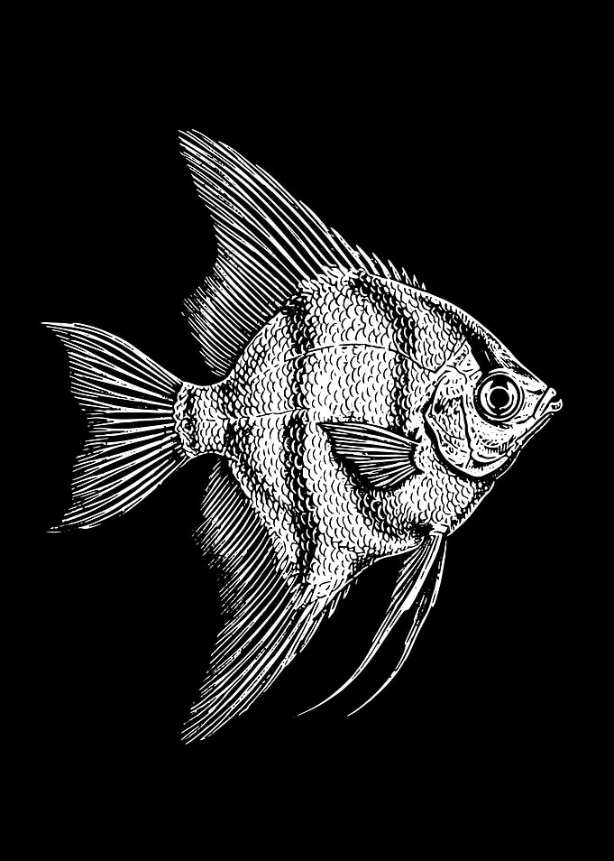 Angelfish detailed Illustration