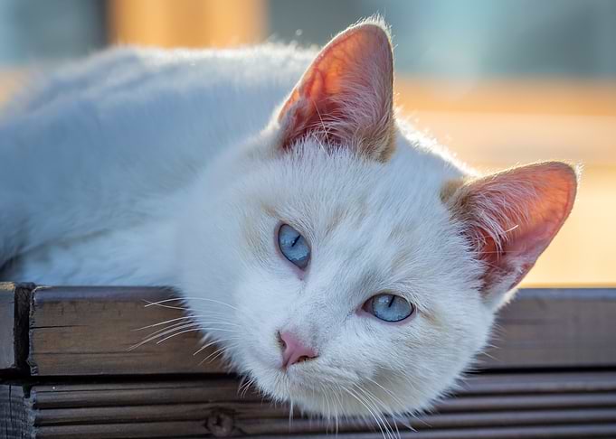 White Cat with Blue Eyes Portrait
