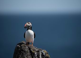 Puffin with Fish on Rocky Outcrop