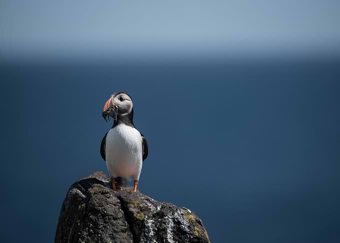 Puffin with Fish on Rocky Outcrop