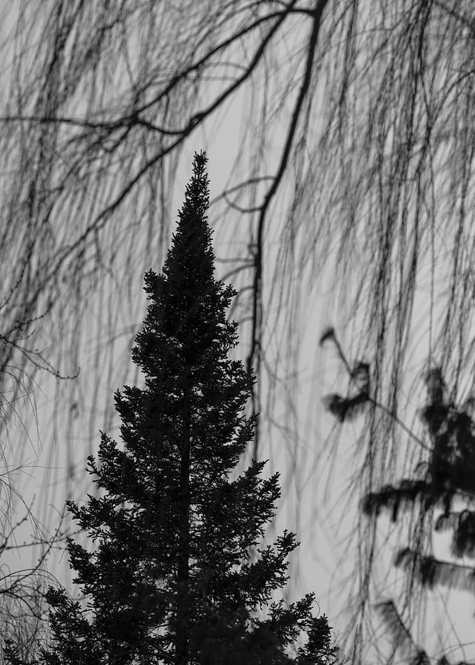 Evergreen Tree with Weeping Willow