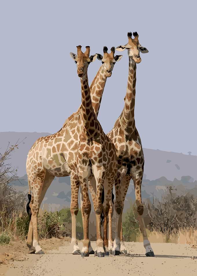 Three Giraffes Standing Together