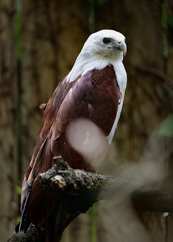 Majestic Brahminy Kite Perched on Branch