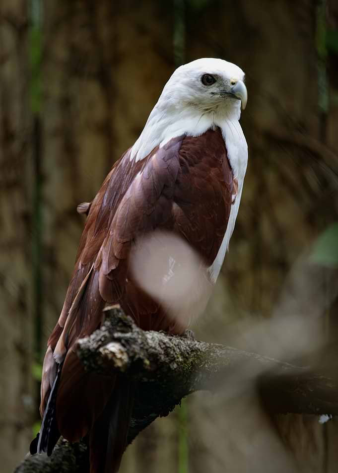Majestic Brahminy Kite Perched on Branch