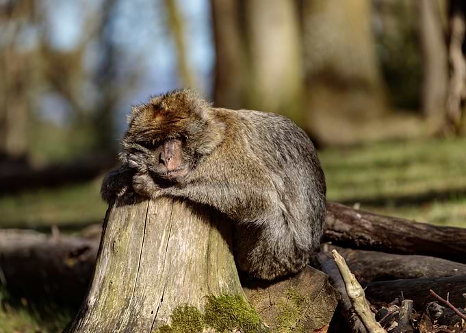 Barbary Macaque Resting on Tree Stump