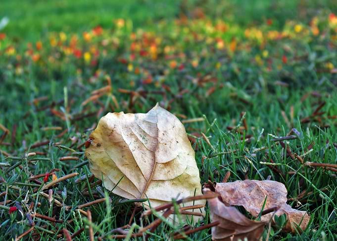 Fallen Leaves on Green Grass