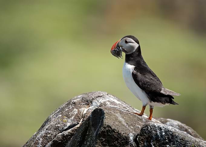 Puffin with Fish on Rocky Outcrop