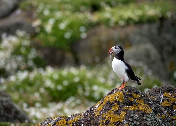Puffin with Fish on Rocky Outcrop
