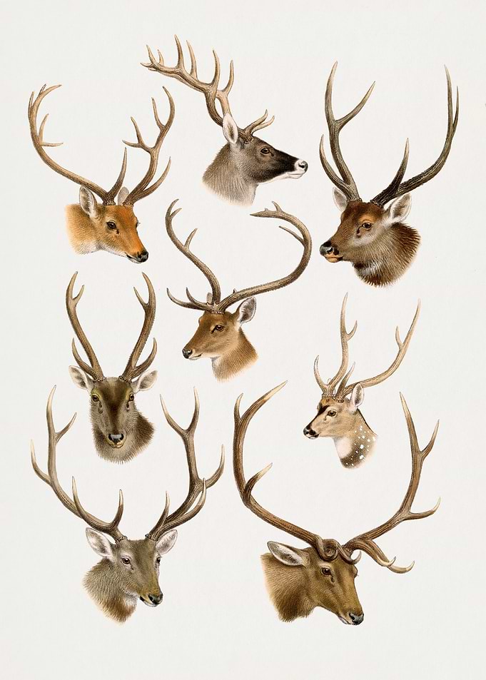 Deer Head