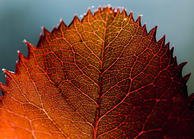 Macro shot of a red leaf