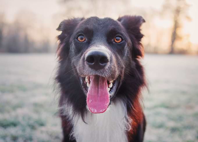 Happy Dog Portrait