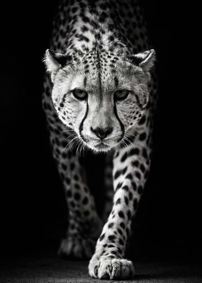 Monochrome Cheetah Portrait