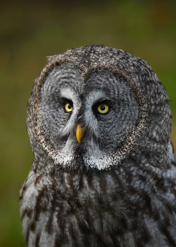Great Gray Owl Portrait