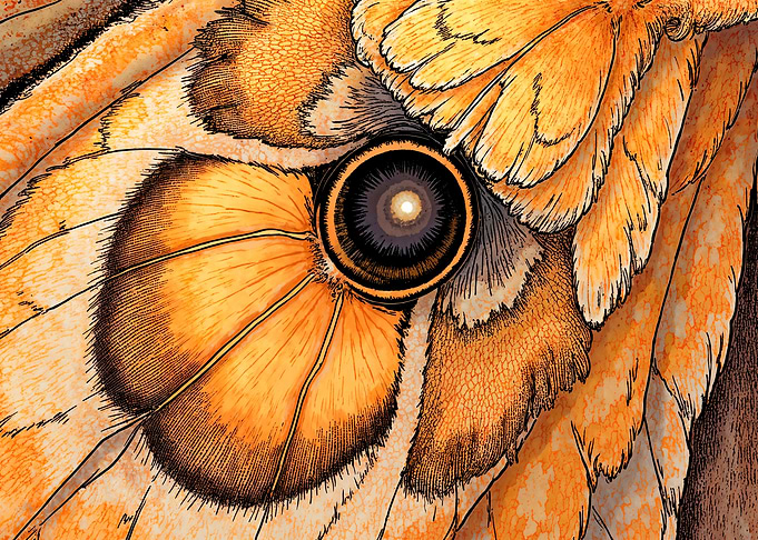 Detailed Butterfly Wing Close-Up