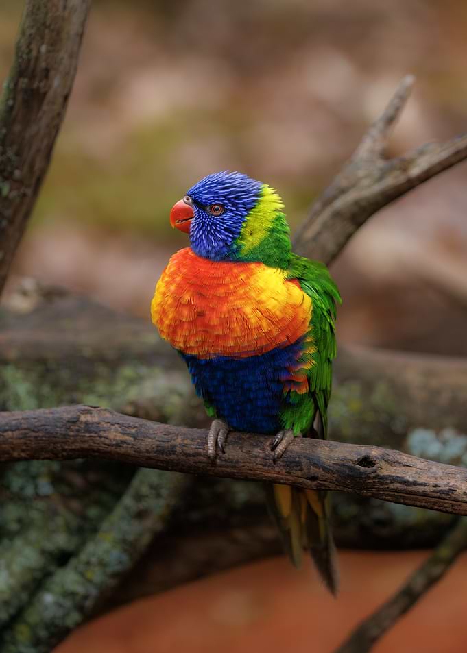 Rainbow Lorikeet Perched on Branch