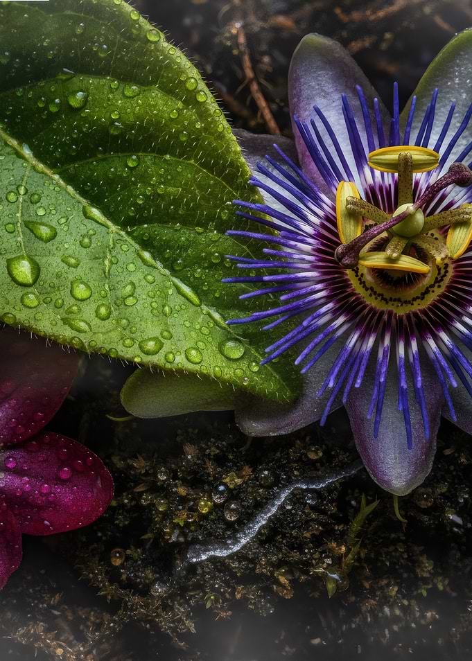 Passion Flower and Dewy Leaf
