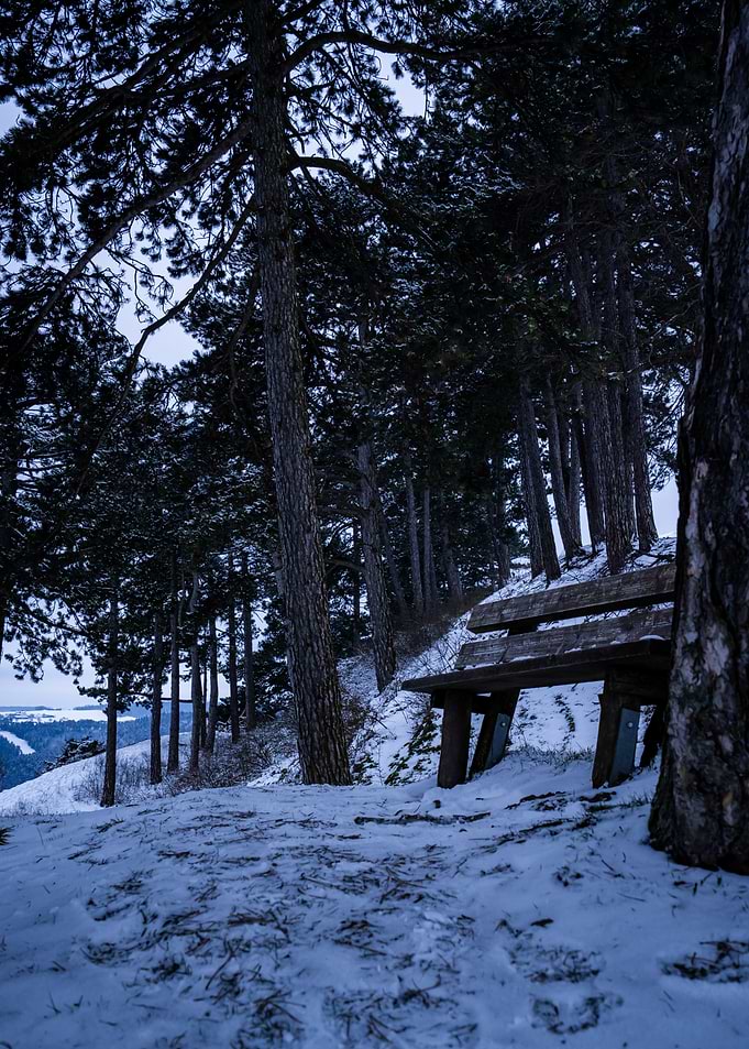 Snowy Forest Bench