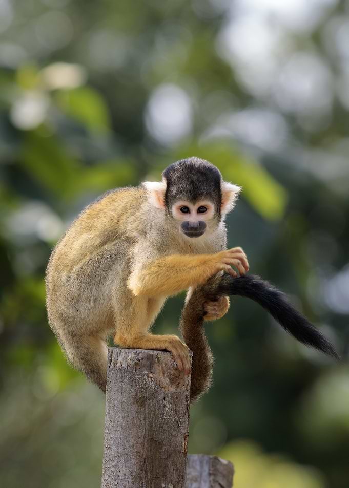 Squirrel Monkey Portrait on Wooden Post