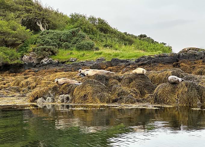 Seals resting on seaweed covered rocks