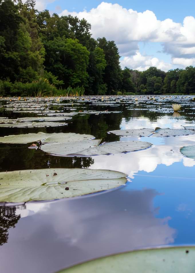 Lily Pads on a Calm Lake