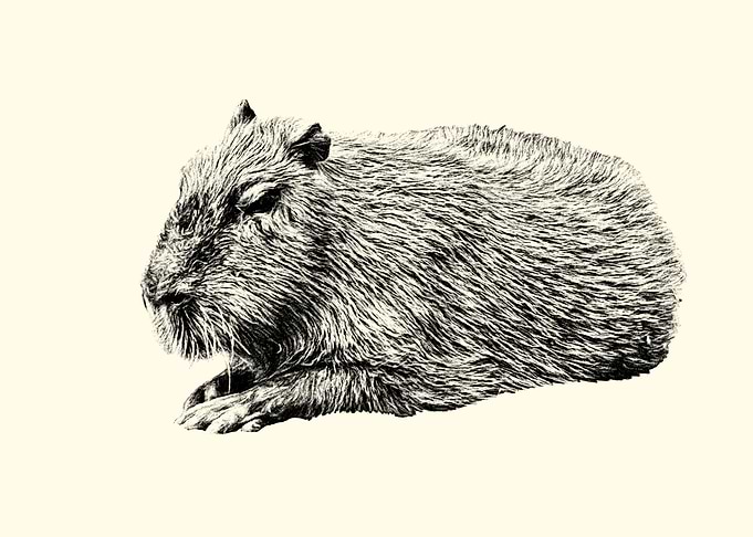 Capybara Illustration in Sepia Tones