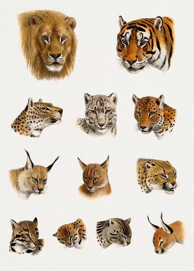 Wild Cat Animals