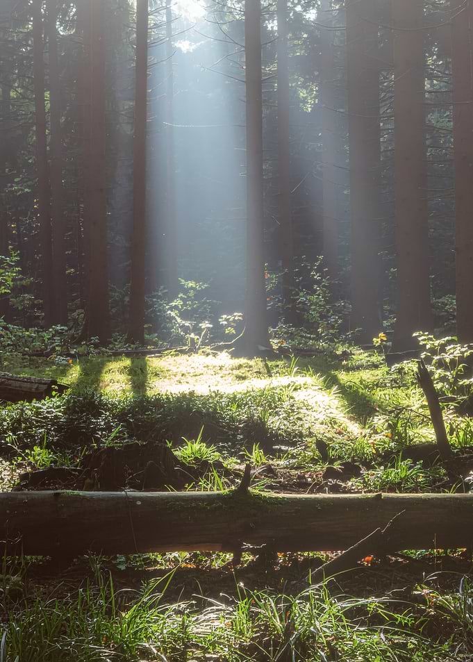 Sunlit Forest Scene