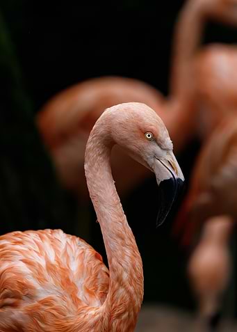 Flamingo Portrait with Dark Background