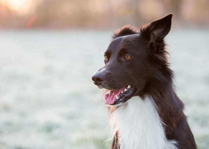 Border Collie Portrait in Winter Light
