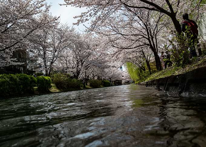 hanami