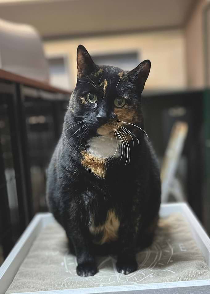 Calico Cat Portrait
