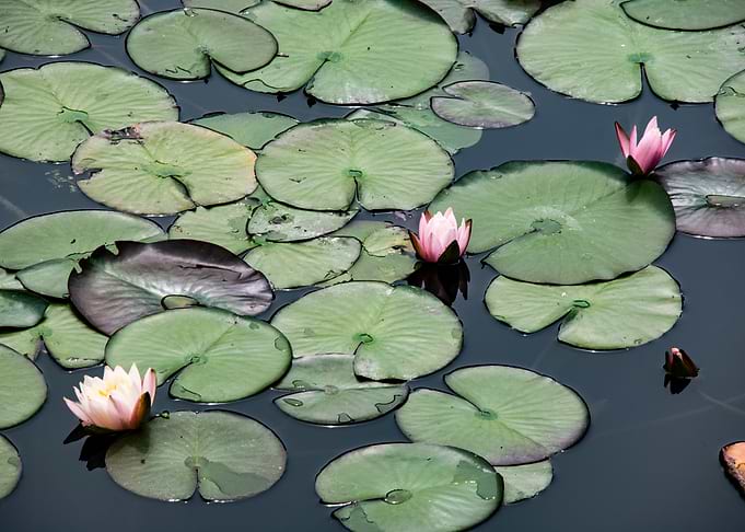 nénuphar