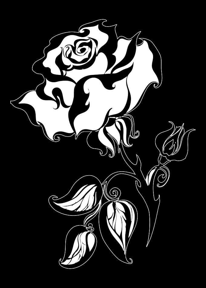 Black and White Rose Illustration
