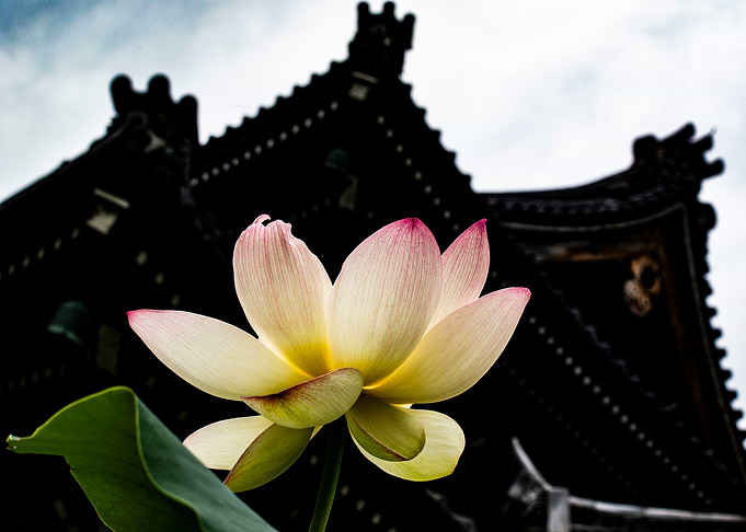 fleur de lotus