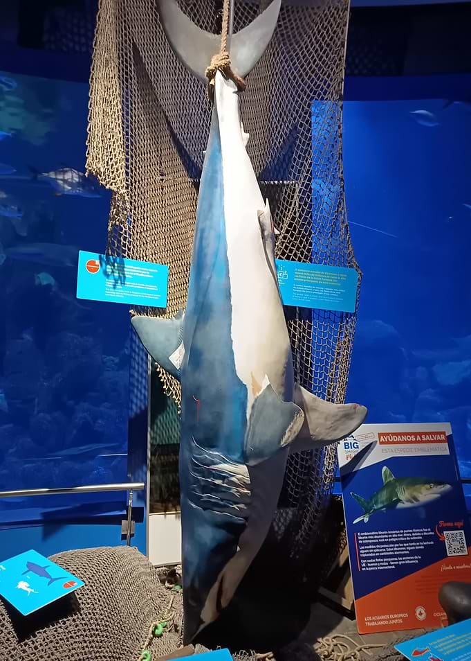The Oceanographic: Shark