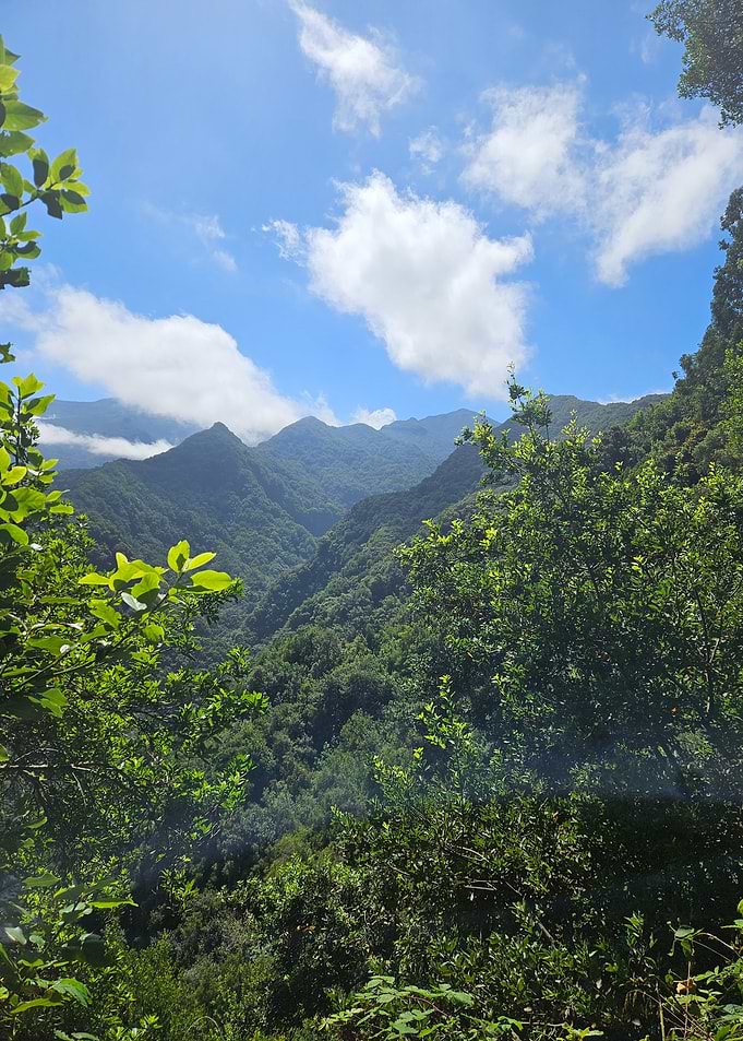 Lush Green Madeira Mountain