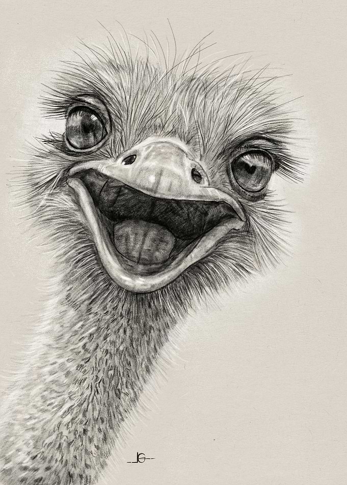 Smiling Ostrich Portrait