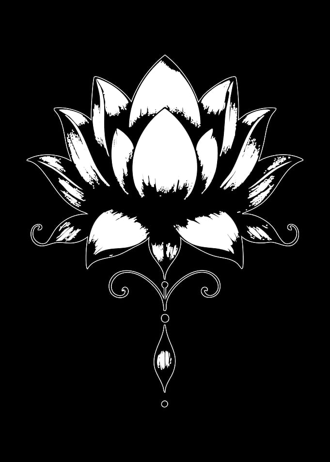 White Lotus Flower on Black Background