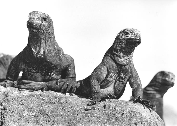 Marine Iguanas on a Rock