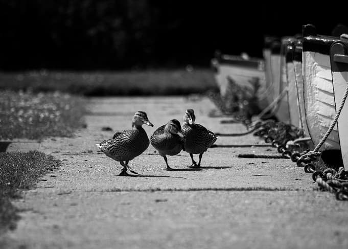 Trio Duck Stroll.
