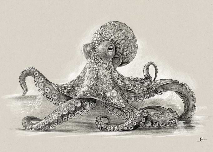 Detailed Octopus Drawing