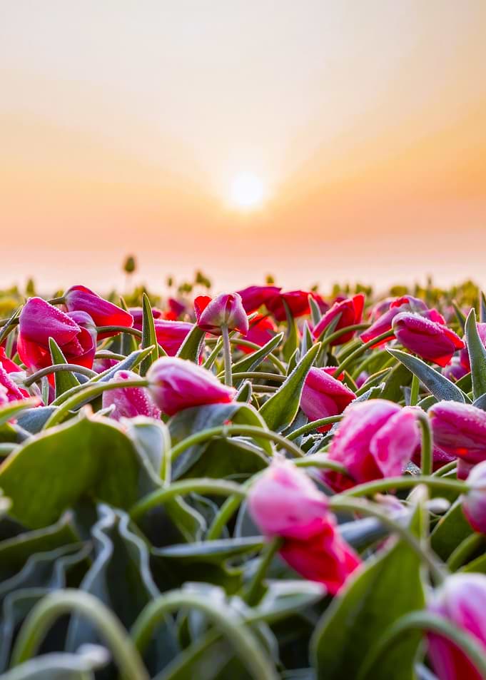Tulips at Sunrise