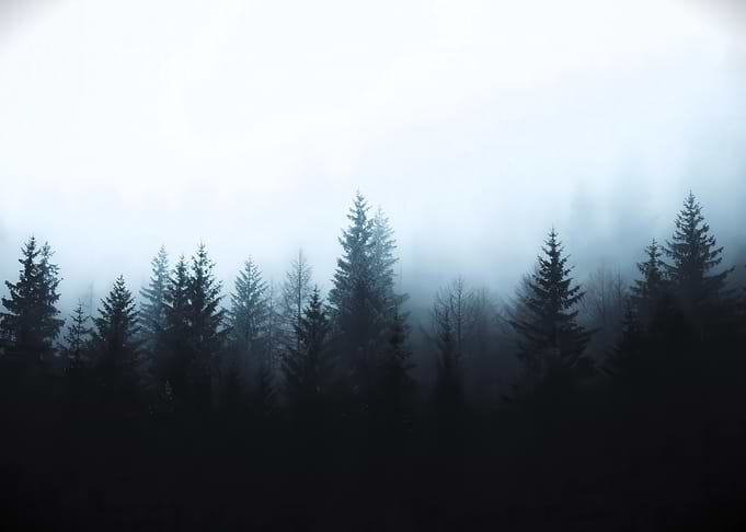 Misty Forest Landscape