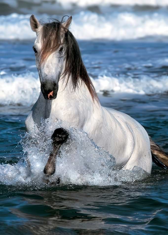 White Horse Splashing in Blue Ocean