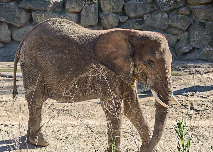 Elephant in Natural Habitat
